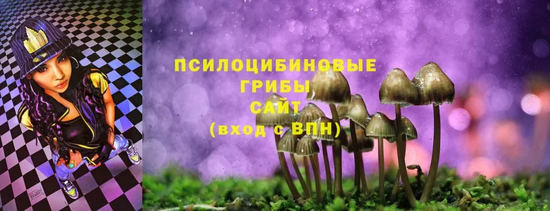 Псилоцибиновые грибы Psilocybe  закладки  Барыш 